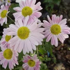 CHRYSANTHEMUM 'Hebe' - Chrysanthème des jardins