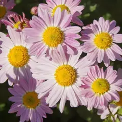 CHRYSANTHEMUM 'Hebe' - Chrysanthème des jardins