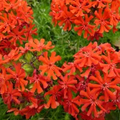 LYCHNIS chalcedonica