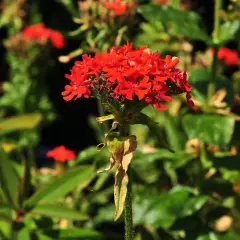 LYCHNIS chalcedonica