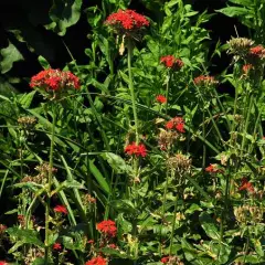 LYCHNIS chalcedonica