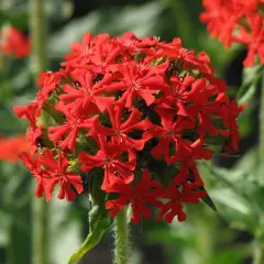 LYCHNIS chalcedonica