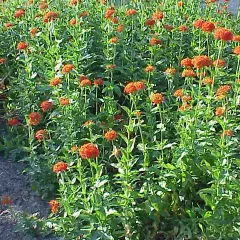 LYCHNIS chalcedonica