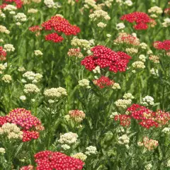 ACHILLEA 'New Vintage Red' - Achillée 'New Vintage Red'