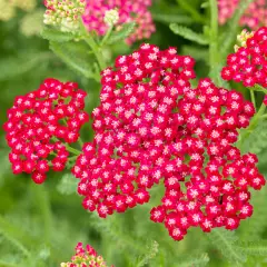 ACHILLEA 'New Vintage Red' - Achillée 'New Vintage Red'