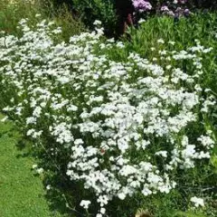 ACHILLEA New Vintage White' - Achillée 'New Vintage White'