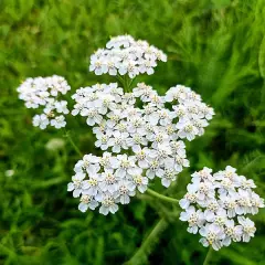 ACHILLEA New Vintage White' - Achillée 'New Vintage White'