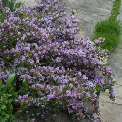 CYTISUS purpureus - genêt pourpre