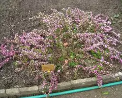 CYTISUS purpureus - genêt pourpre