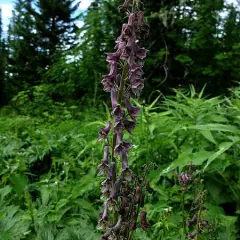 ACONITUM 'Purple Sparrow' - Aconit violette