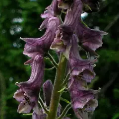 ACONITUM 'Purple Sparrow' - Aconit violette