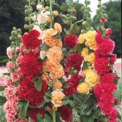 ALCEA rosea 'Chater's Double Mélange' - Rose trémière à fleurs doubles