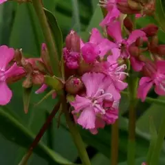 LYCHNIS viscaria 'Splendens'