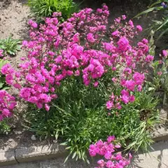 LYCHNIS viscaria 'Splendens'