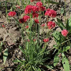 ARMERIA pseudarmeria 'Ballerina Red' - Gazon d'Espagne