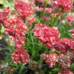 ARMERIA pseudarmeria 'Ballerina Red' - Gazon d'Espagne