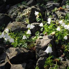 CAMPANULA cochleariifolia 'Jingle White' - Campanule fluette
