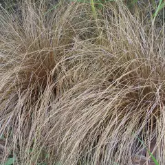 CAREX comans 'Bronco' - Graminée, Laîche