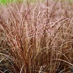 CAREX comans 'Bronco' - Graminée, Laîche