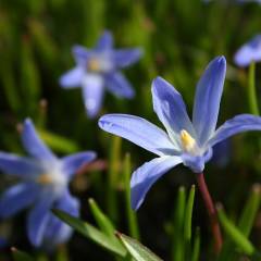 CHIONODOXA luciliae 'Violet Beauty' - Gloire de neiges