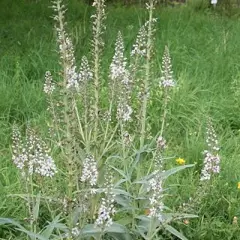 LYSIMACHIA ephemerum - Lysimaque éphémère