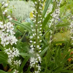 LYSIMACHIA ephemerum - Lysimaque éphémère