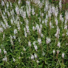 LYSIMACHIA ephemerum - Lysimaque éphémère