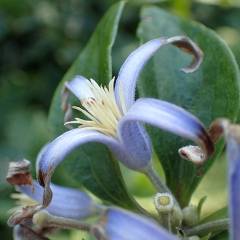 CLEMATIS heracleifolia 'Crepuscule' - Clématite herbacée