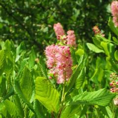 CLETHRA alnifolia 'Pink Spire' - Clèthre à feuille d'Aulne
