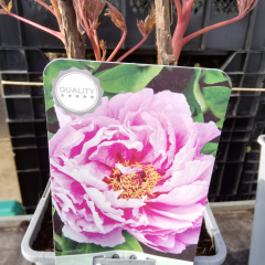 PAEONIA suffruticosa 'Rose double' - Pivoine arbustive