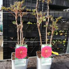 PAEONIA suffruticosa 'Rouge' - Pivoine arbustive