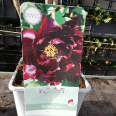 PAEONIA suffruticosa 'Violet foncé' - Pivoine arbustive