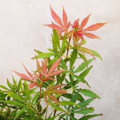 Érable du Japon 'Jerre Schwartz' - Acer palmatum 'Jerre Schwartz', érable japonais