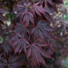 Érable du Japon 'Black Lace'® - Acer palmatum 'Black Lace'® érable japonais