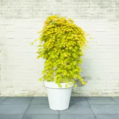 ACER palmatum 'Cascade Gold'® - Erable du Japon