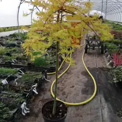 Érable du Japon 'Cascade Gold'® - Acer palmatum 'Cascade Gold'®, érable japonais