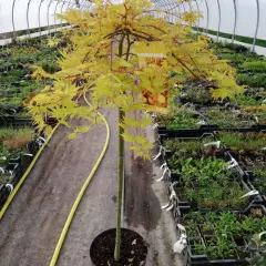 Érable du Japon 'Cascade Gold'® - Acer palmatum 'Cascade Gold'®, érable japonais