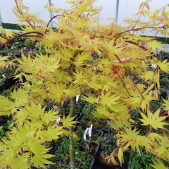 Érable du Japon 'Cascade Gold'® - Acer palmatum 'Cascade Gold'®, érable japonais