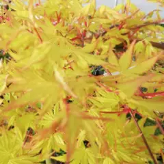 Érable du Japon 'Cascade Gold'® - Acer palmatum 'Cascade Gold'®, érable japonais