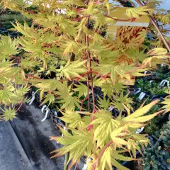 Érable du Japon 'Cascade Gold'® - Acer palmatum 'Cascade Gold'®, érable japonais