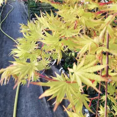 Érable du Japon 'Cascade Gold'® - Acer palmatum 'Cascade Gold'®, érable japonais