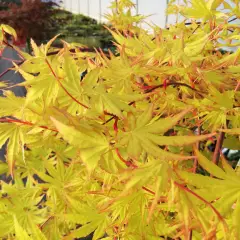 Érable du Japon 'Cascade Gold'® - Acer palmatum 'Cascade Gold'®, érable japonais