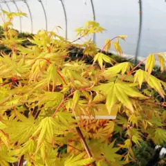 Érable du Japon 'Cascade Gold'® - Acer palmatum 'Cascade Gold'®, érable japonais