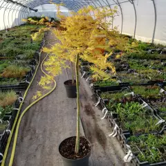 ACER palmatum 'Cascade Gold'® - Erable du Japon