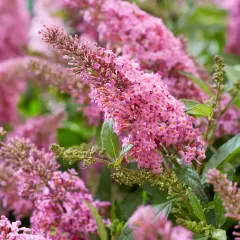 BUDDLEJA davidii Butterfly Candy Little Pink ® - Arbre aux papillons nain