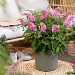 BUDDLEJA davidii Butterfly Candy Little Pink ® - Arbre aux papillons nain