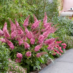 BUDDLEJA davidii Butterfly Candy Little Pink ® - Arbre aux papillons nain