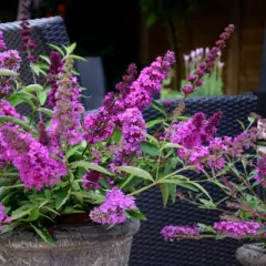 BUDDLEJA davidii Free Petite 'Tutti Fruitti' ® - Arbre aux papillons nain