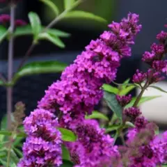 BUDDLEJA davidii Free Petite 'Tutti Fruitti' ® - Arbre aux papillons nain