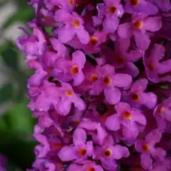 BUDDLEJA davidii Free Petite 'Tutti Fruitti' ® - Arbre aux papillons nain